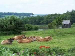 Julie Wolcott's cows are shown resting in a lush green field with flowers in the foreground. 